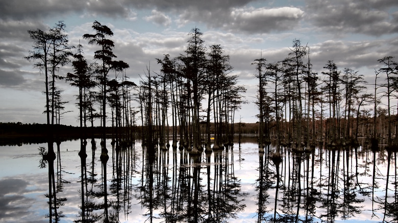 Evening approaching the cyrpress forest at Goodale State Park, South Carolina