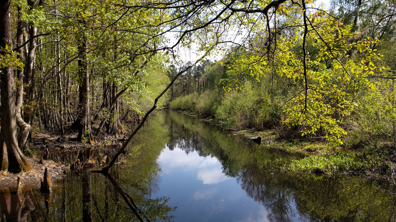 Swamp creek in the Francis Marion National Forest