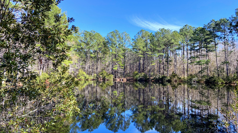 Francis Marion National Forest