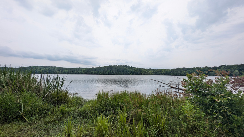 Chester State Park lake views from a wider angle