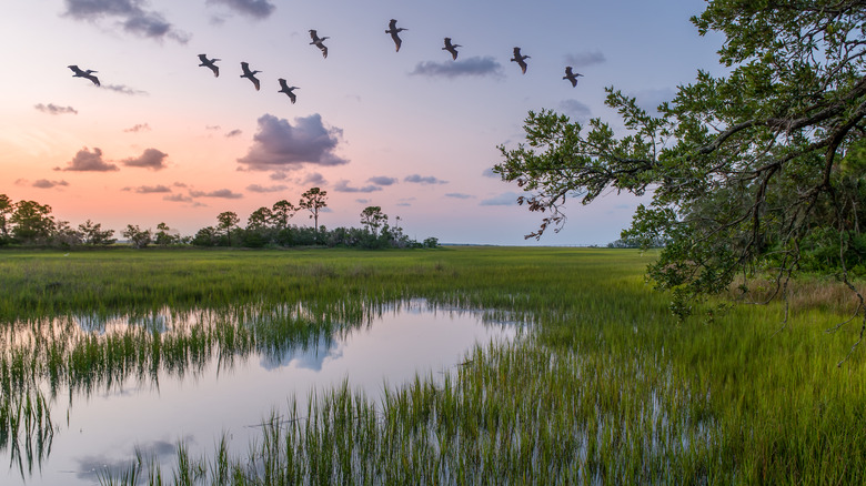 A flock of birds flies over a marsh at sunset in Lowcountry Carolina