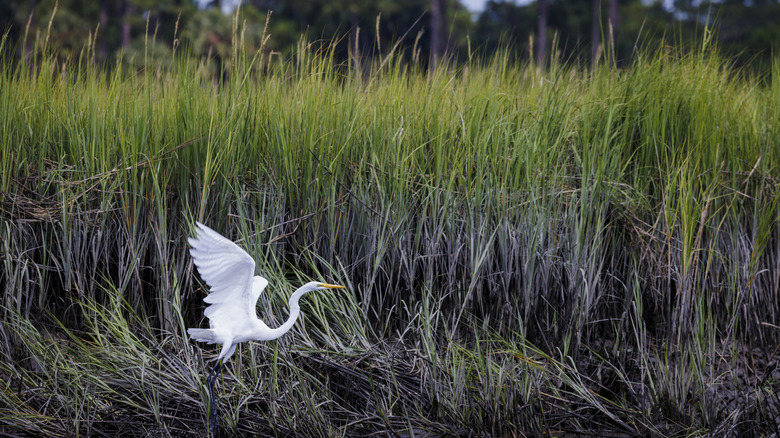 A white egret flies across tall marsh grass
