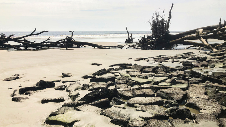 "Boneyard" beach at Hunting Island State Park, near St. Phillips Island