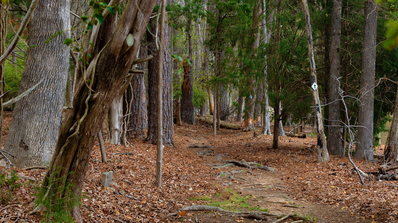 Trail on Dreher Island State Park