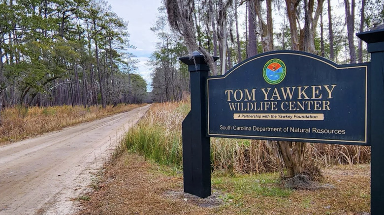 A blue heron at Tom Yawkey Preserve