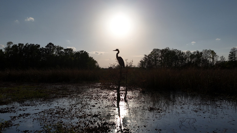 Blue heron perched on a tree