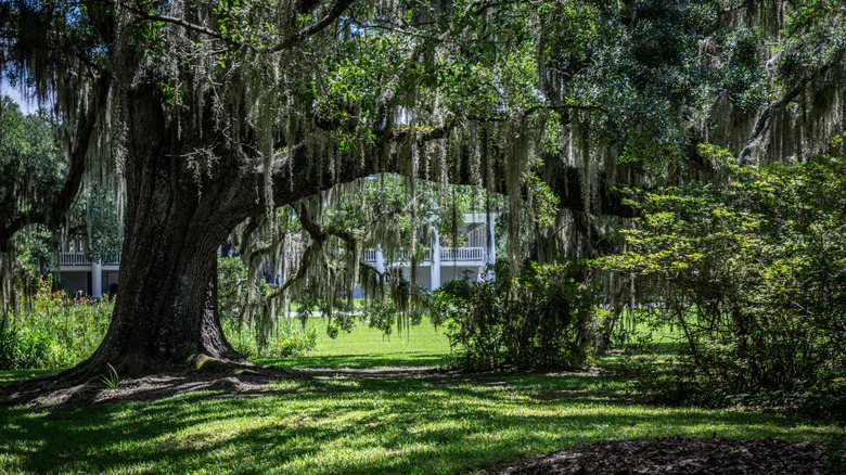 Like giant oak covered in Spanish moss, near Charleston, SC