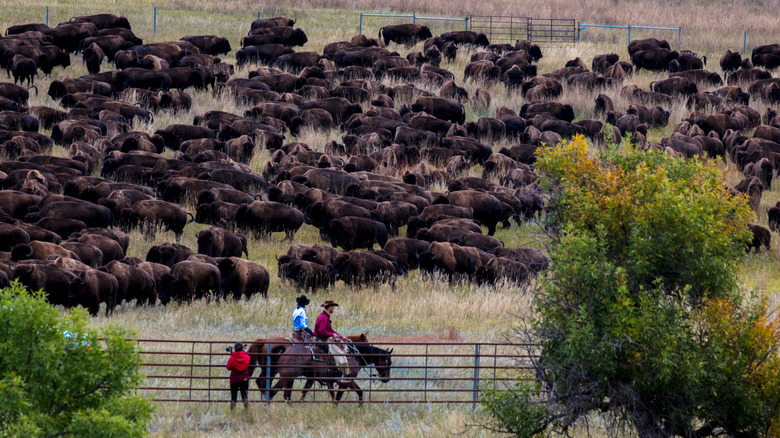 Custer State Park Buffalo Roundup