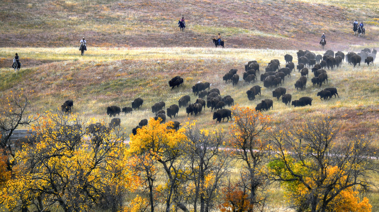 Bison being rounded up at the Buffalo Roundup at Custer State Park