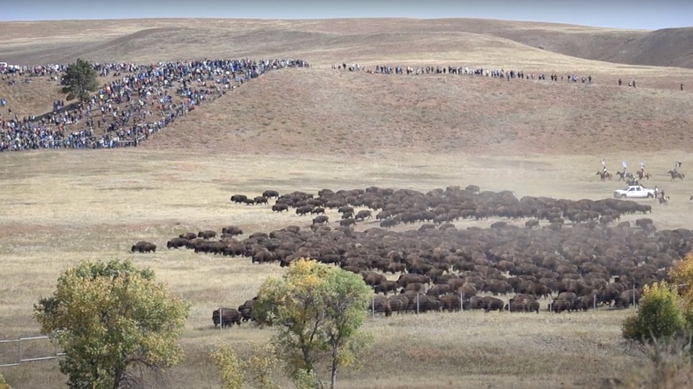 People watching the Custer State Park Buffalo Roundup