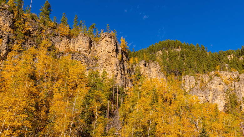 Yellow fall foliage at Spearfish Canyon in South Dakota