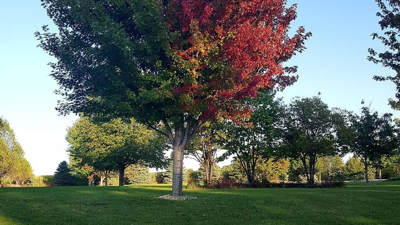 Various trees in Milbank park