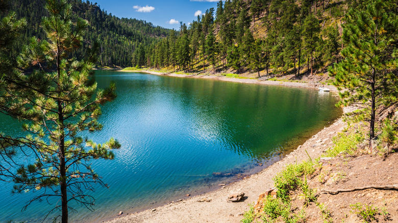 Trees along lakeshore with blue water