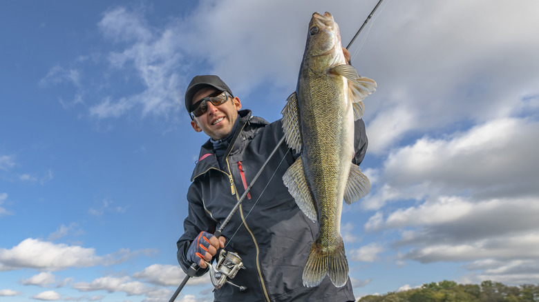 A fisherman holds up a large walleye in a boat on a lake