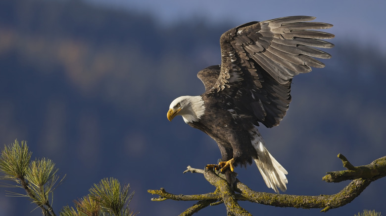 A bald eagle is perched on a tree branch