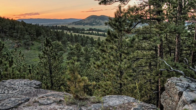 The Petrified Forest in the Black Hills, South Dakota