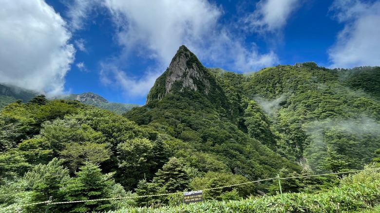Mount Hallasan towering amid lush greenery with a blue sky in the background.