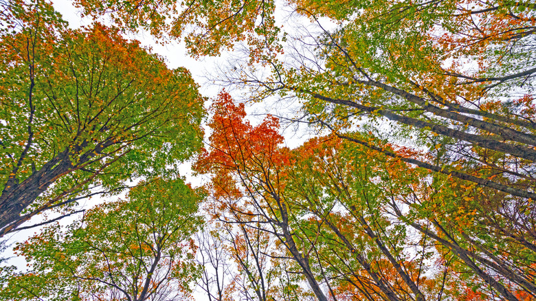 Mark Twain National Forest in fall