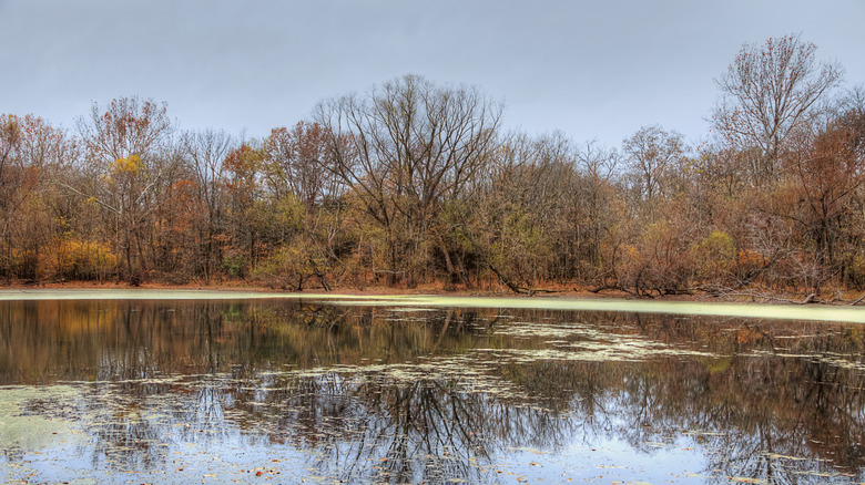 A view of a lake surrounded by trees