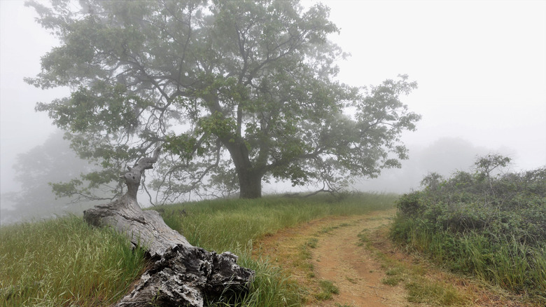 A misty hiking trail in Volcan Mountain Wilderness Preserve in Julian