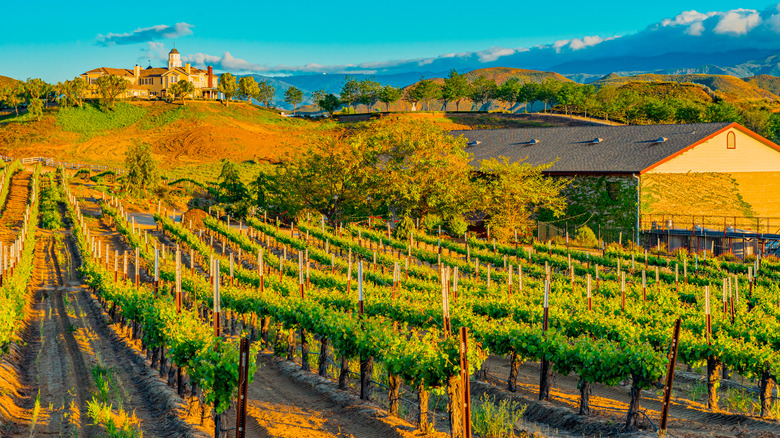 Clouds hang over the mountains in the distance beyond the golden light hitting the vineyard and trees in the rolling hills of Temecula wine country