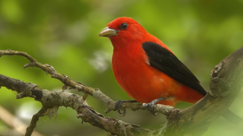Vibrant scarlet tanager perched on branch