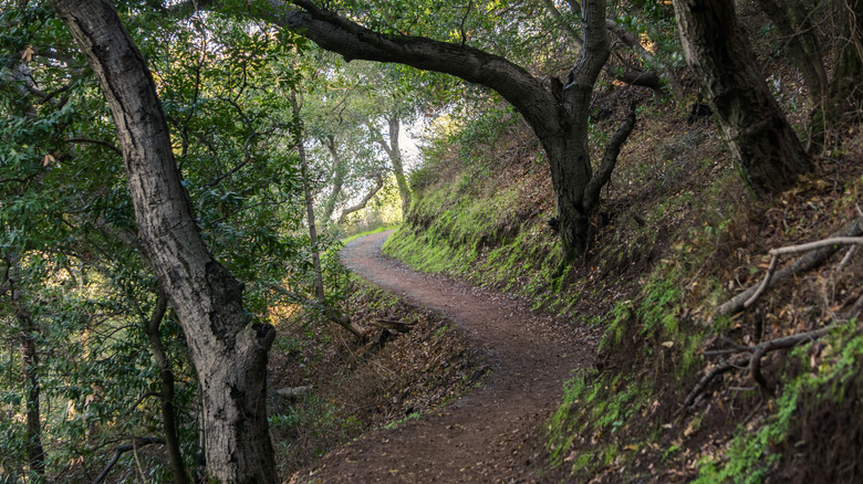 Trail running through forested scenery