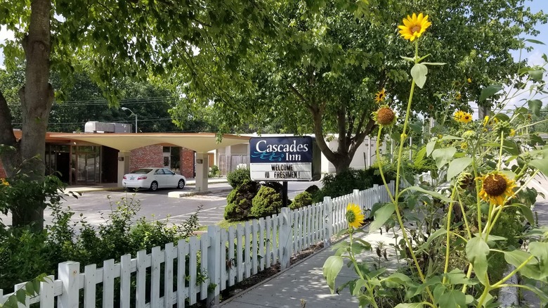 Sunflowers growing at Cascades Inn in Bloomington, Indiana