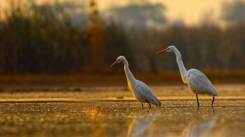 A pair of egrets wade in the morning