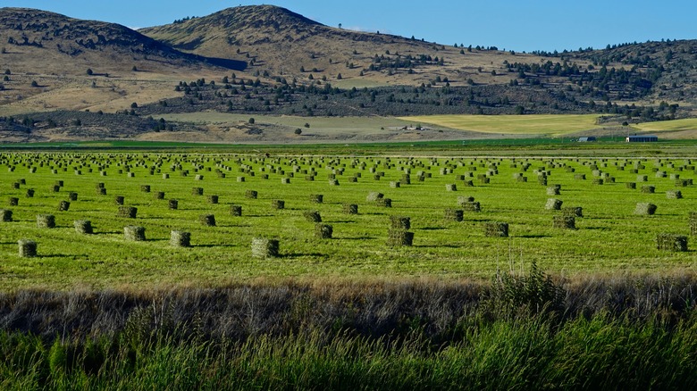 A green farm field in the Klamath Basin