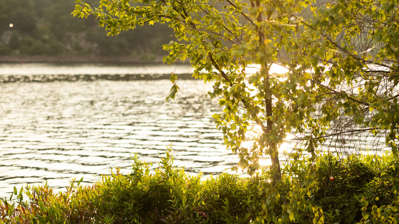 A small tree in fall colors on the shore of a lake near Southington, Connecticut
