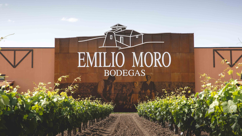 Vineyards at Emilio Moro winery in Ribera del Duero, Spain