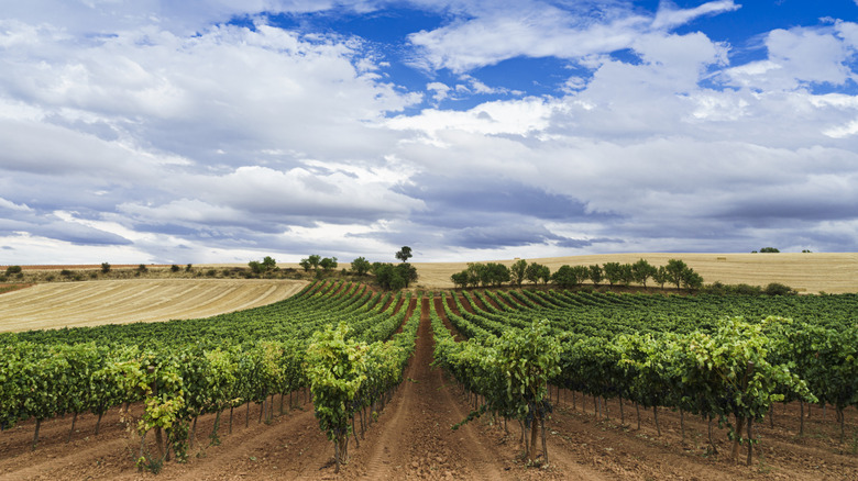 Vineyard in Spain's Ribera del Duero region