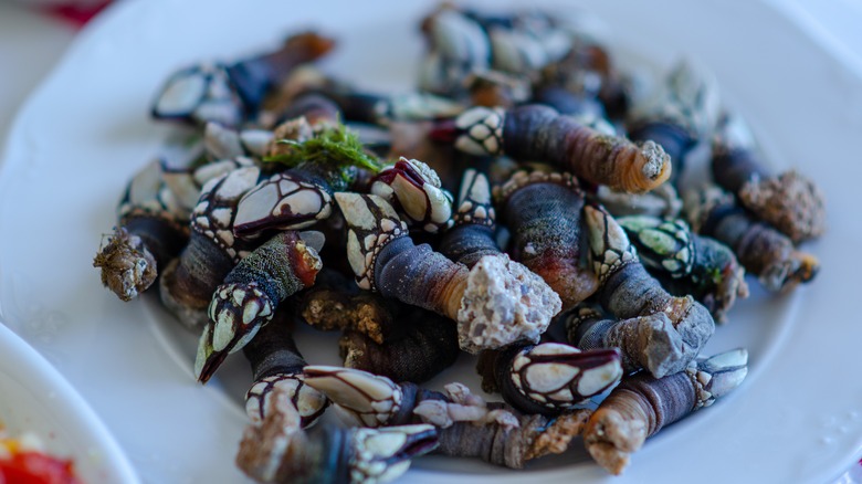 Close-up of a plate of gooseneck barnacles