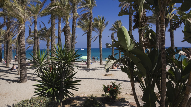 Trees framing a beach and beachgoers in Torremolinos