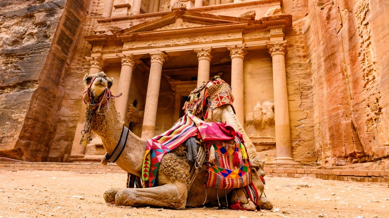 Close-up of a camel in front of the Treasury (Al Khazneh), one of the most famous sites at the ancient city of Petra in southern Jordan, seen here during the day