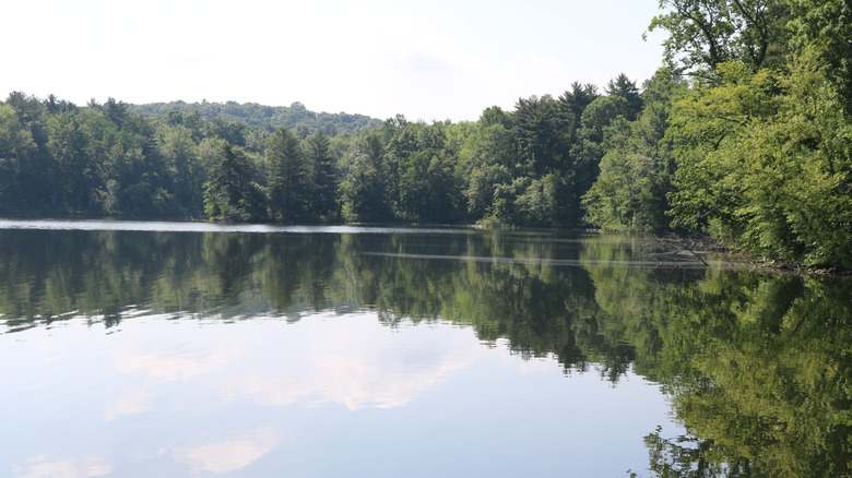 The still surface of Lake Lincoln, ringed by trees, in Lincoln State Park