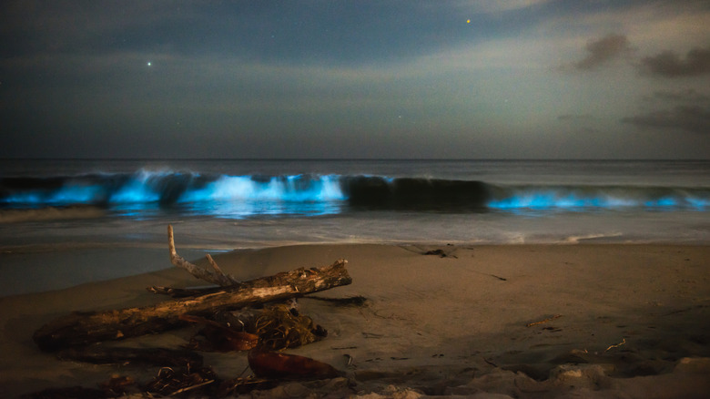Bioluminescent waves at the San Diego coast