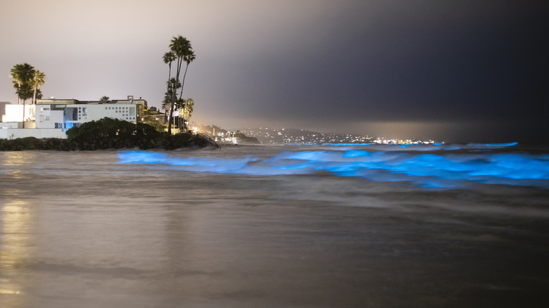Bioluminescent beach in California