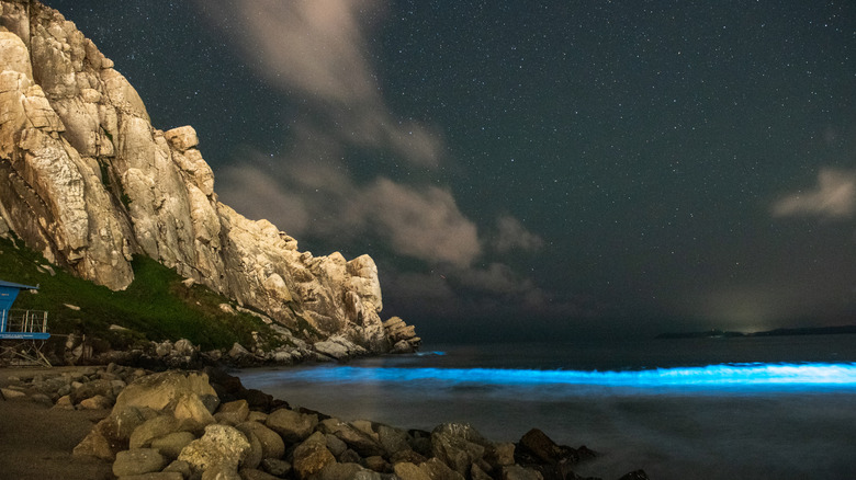 Bioluminescent waves, California