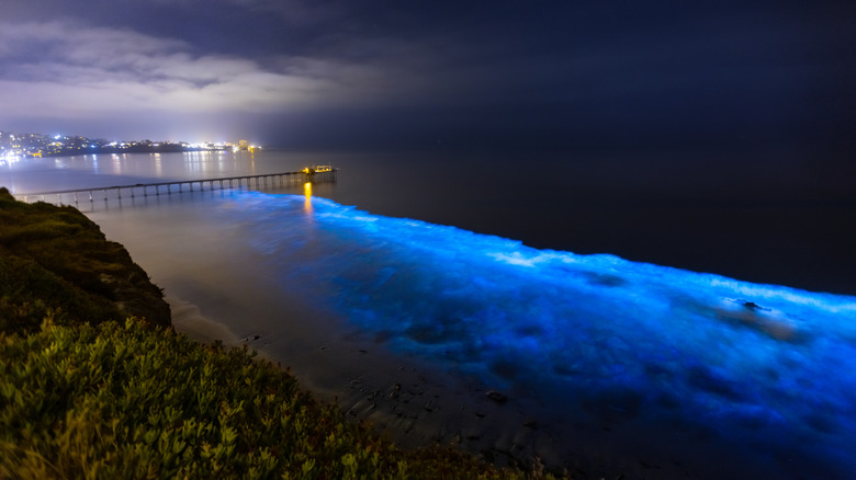 Bioluminescence at the South Californian Coast
