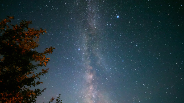 Upward view of trees and starry sky with a view of the Milky Way