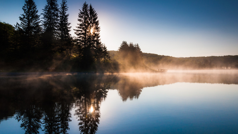 The sun shining through pine trees and fog at sunrise, at Spruce Knob Lake in West Virginia