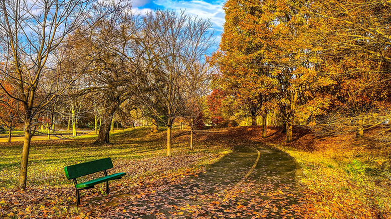 A path through Carondelet Park in St. Louis in autumn