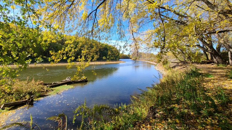 The large Crow River as seen from the Crow-Hasan Park Reserve with green ferns in the foreground and the forest on the opposite riverbank