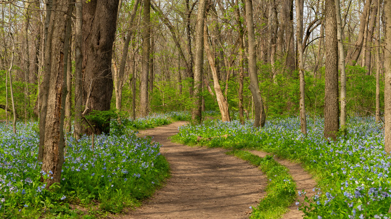 Bluebells blooming along the Illinois Canyon Trail at Starved Rock State Park.