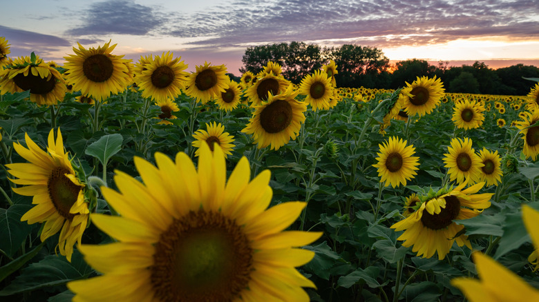 Sunflowers blooming in Matthiessen State Park in Illinois