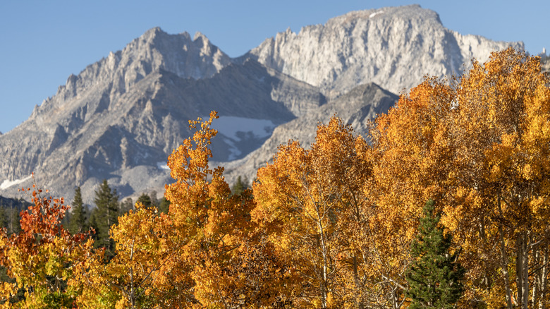 Fall foliage near Crowley Lake in the Eastern Sierra Nevada Mountains with towering grey granite mountain peaks in the background