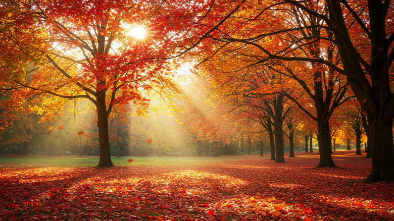 Sun filtering through the tree branches thats leaves are red and orange, with a carpet of fallen, colorful leaves