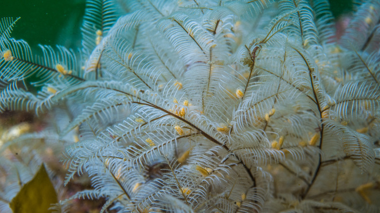 Stinging bush hydroid colony